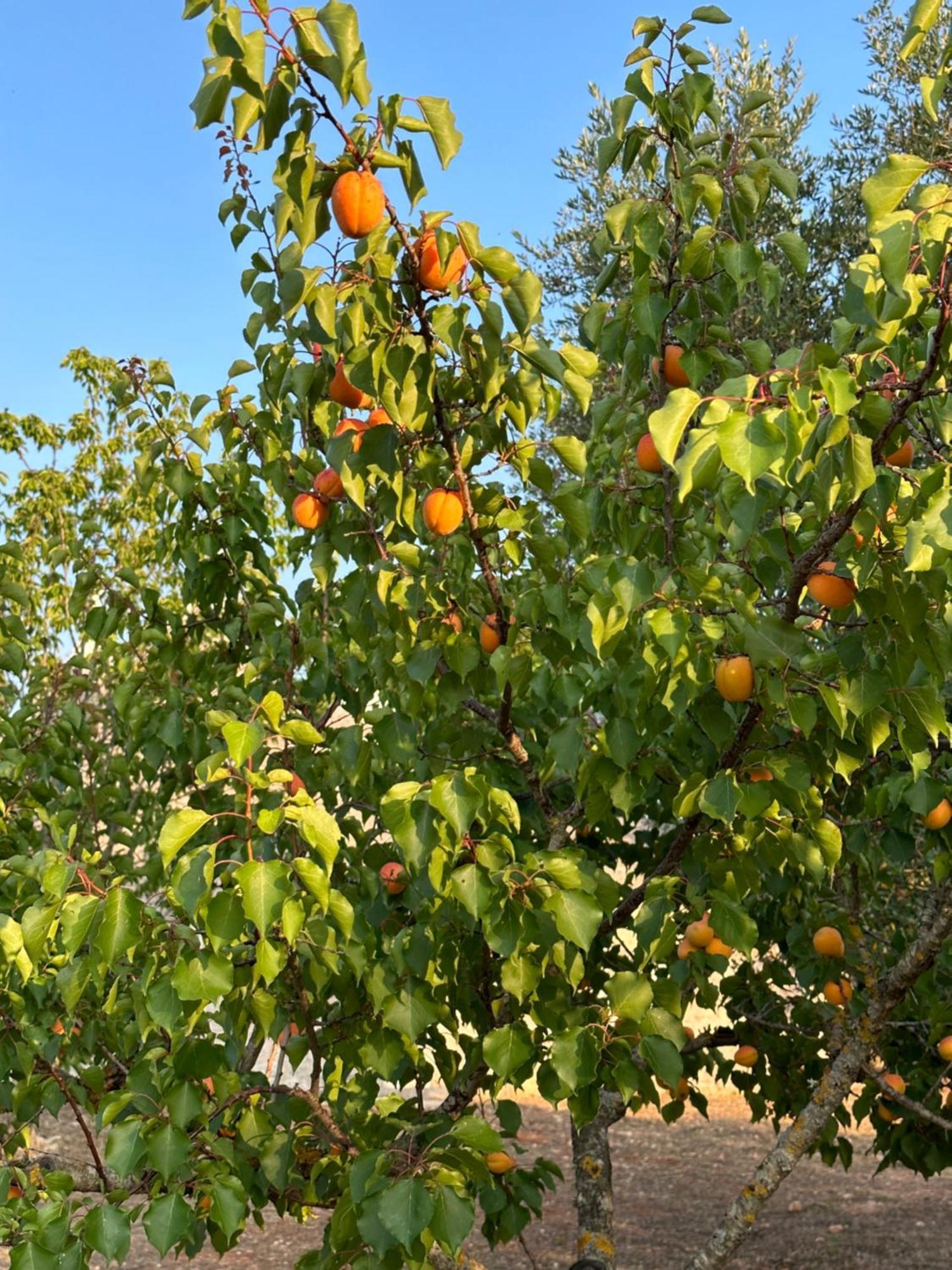 Villa Trullo Claf Ostuni Esterno foto